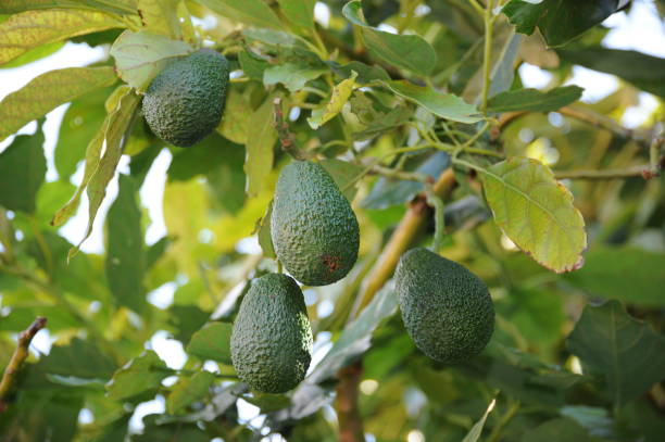 istock Avokados on the tree in Spain 689586496