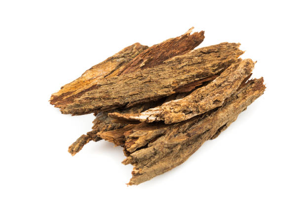 istock Bark tree isolated on white background,(nomnang)Thailand herbs,Herbal breast milk 689588588
