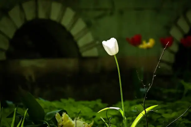 Sunlit white tulip in the old garden against the background of decorative wall. Floral and architectural spring scene.