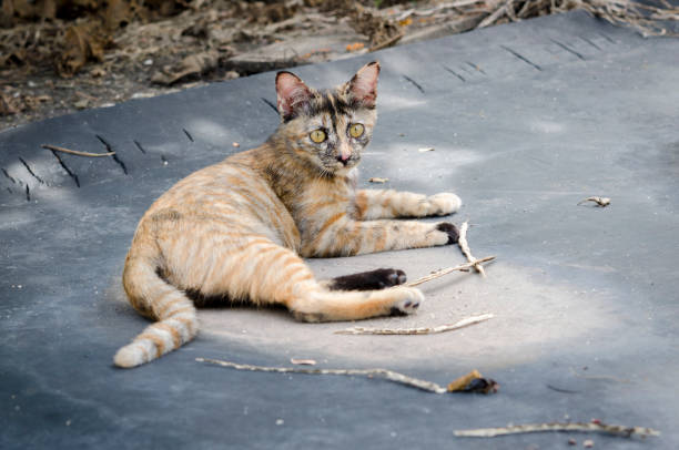 istock little kitten playing on the grass roadside in morning 689589142