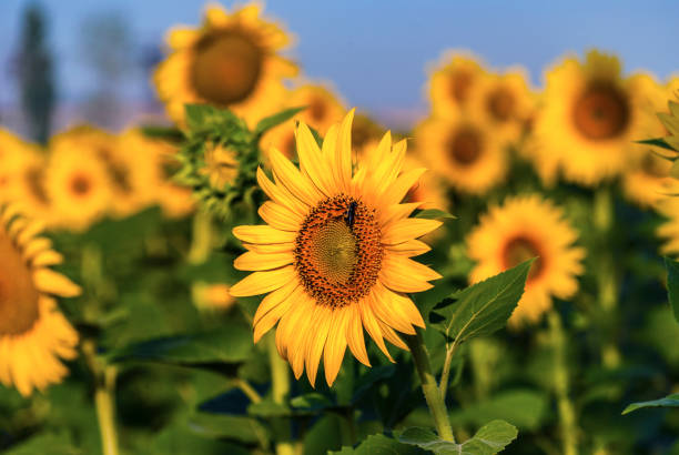 istock Close-up of sun flower 689589530