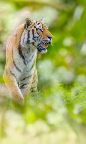 istock Siberian tiger standing in jungle 689595372