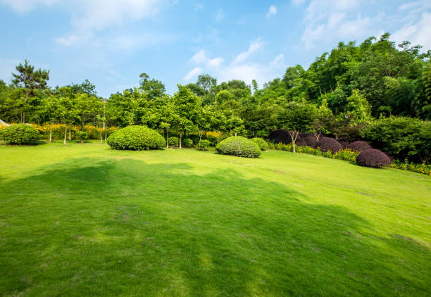 istock Grassland landscape and greening environment park background 689604072