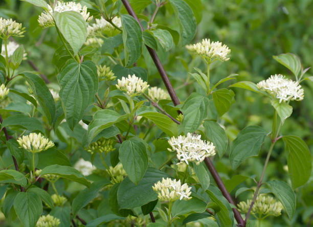 Dogwood (Cornus sanguinea) Blossom Deciduous shrub to 4m, with dark red twigs. Leaves opposite, elliptical to oval, pointed, untoothed, hairy, with 3-4 pairs of main veins. Flowers dull white, 8-10mm, in umbel-like clusters. Fruit almost globose, 5-8mm, black when ripe.





 cornus sanguinea stock pictures, royalty-free photos & images