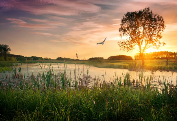 sonnenuntergang über dem fluss - standing water pond bird nature stock-fotos und bilder