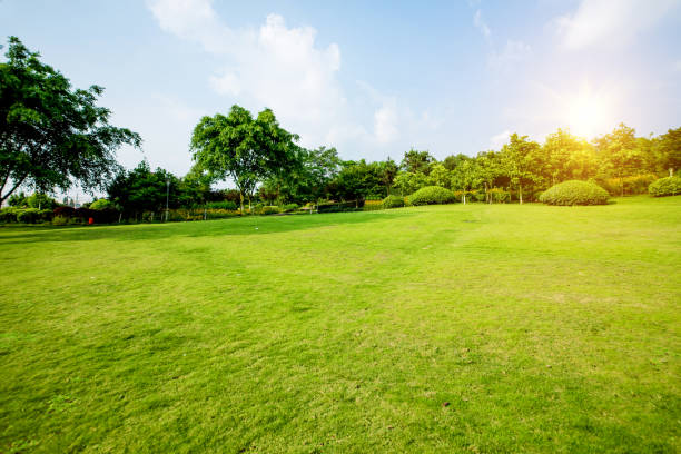 istock Grassland landscape and greening environment park background 689608656