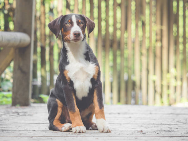 istock Appenzell puppy sitting and waiting 689609462