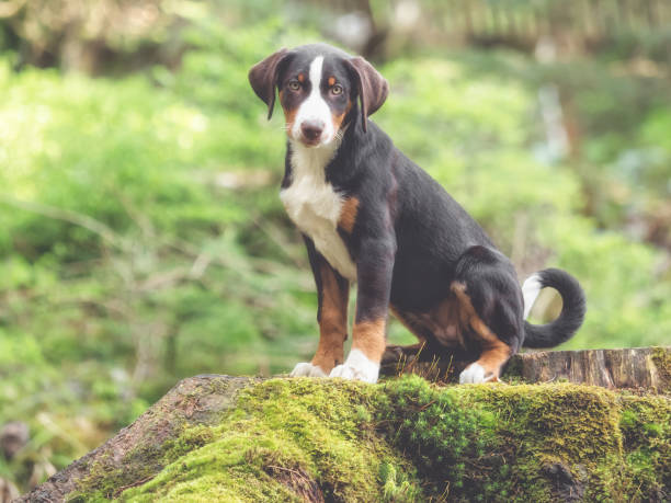 istock Appenzell puppy sitting and waiting 689609500