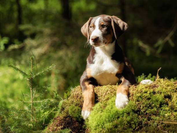 Appenzell puppy sitting and waiting stock photo