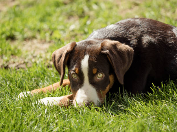 istock Appenzeller puppy is lying and waiting 689609890