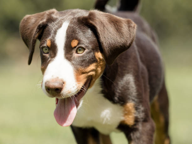 istock Head of an Appenzeller puppy 689610016
