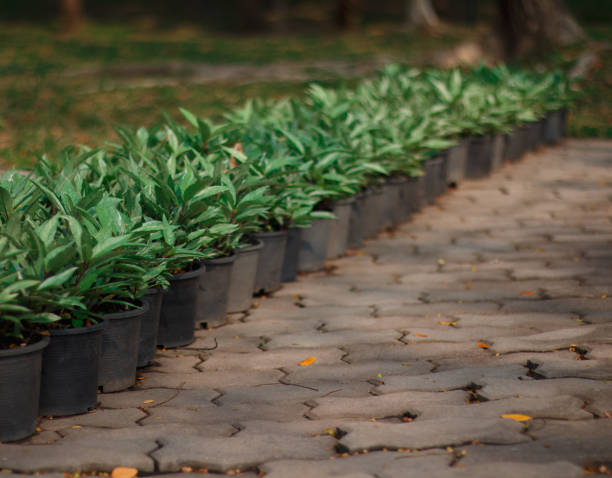 istock large nursery tree farm in the country 689610144