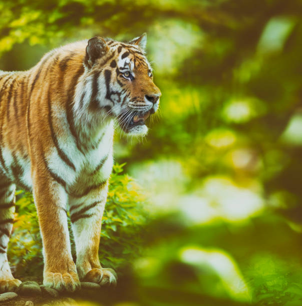 istock Siberian tiger watching in the jungle 689612434