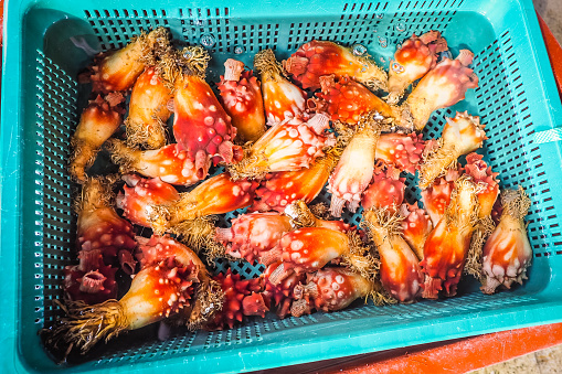 Fresh sea squirts prepare for sale in raw seafood shop, Jeju island, South Korea.Fresh sea squirts prepare for sale in raw seafood shop, Jeju island, South Korea.