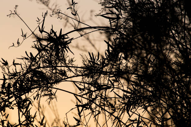 istock tree branch on a background of dawn 689613060