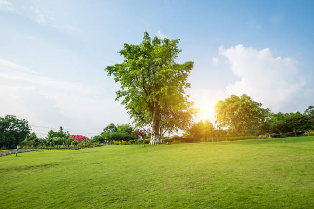 istock Grassland landscape and greening environment park background 689615772