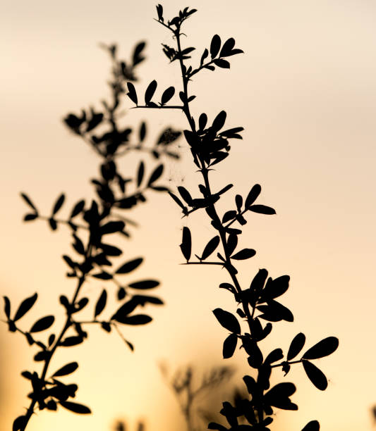 istock tree branch on a background of dawn 689615896