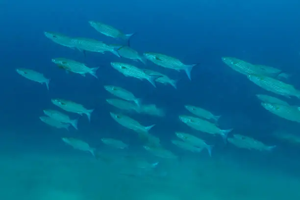 Photo of School of Flathead mullet with blue background