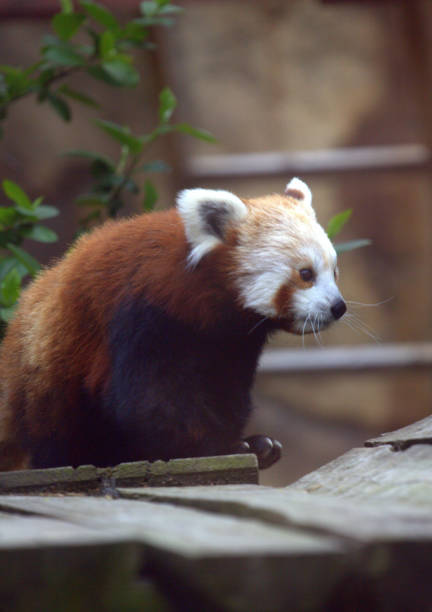 istock panda in search of food 689626524