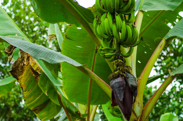 istock Fresh Green Plantain Banana Bunch 689629668