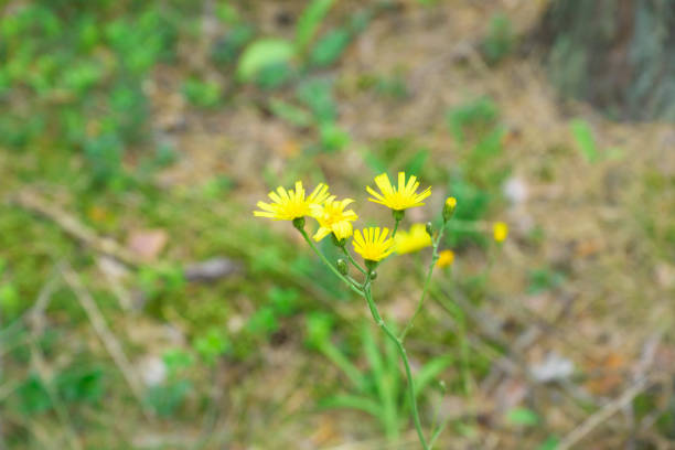 istock cute little flowers 689629722