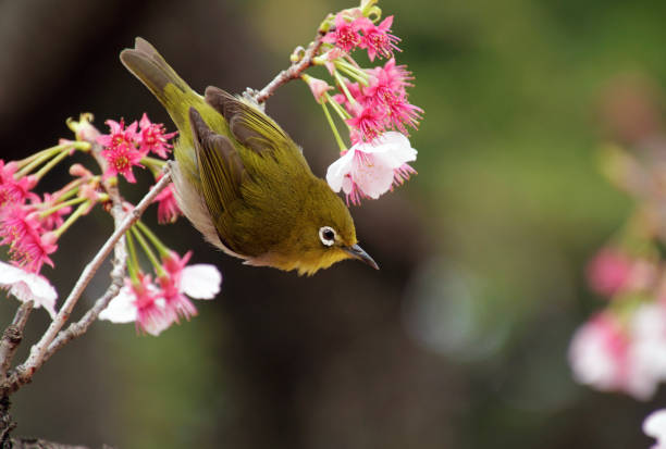 A bird sits in a tree during Sakura in Japan