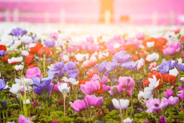 Anemone flower in garden with sunlight background.