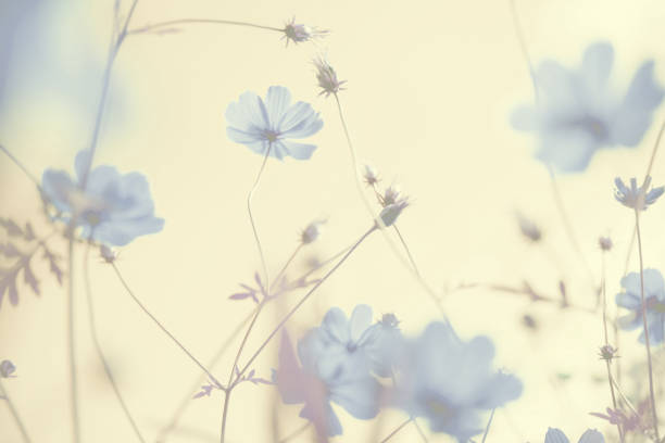 istock cosmos flowers on pastel color style for background. 689636660