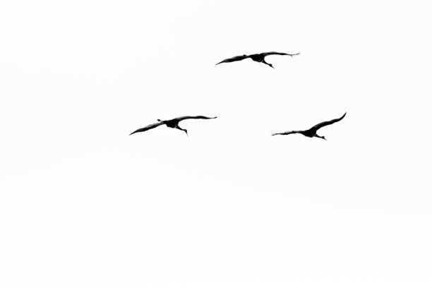 istock Three Sandhill cranes flying in the springtime 689639660