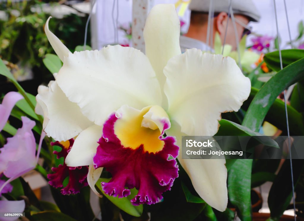 Foto de Orquídea Cattleya De Amarelo Grande Branco Roxo Flores No Jardim e  mais fotos de stock de Botânica - Assunto - iStock