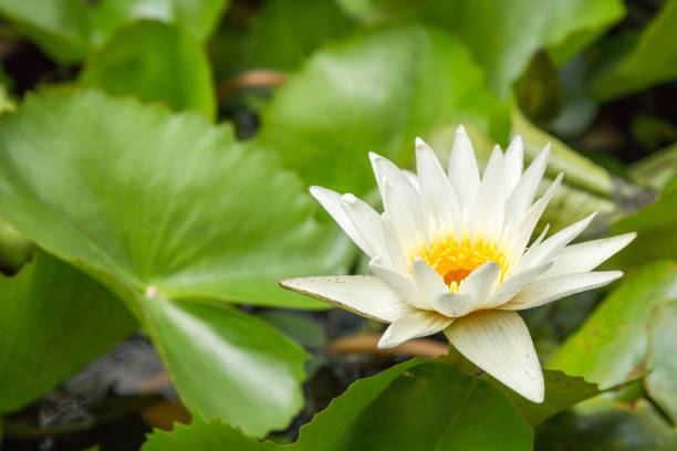 istock White lotus flower in the pond. 689640316