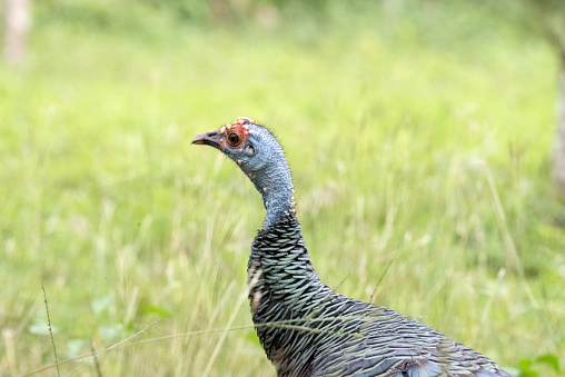 Name: Ocellated turkey 


