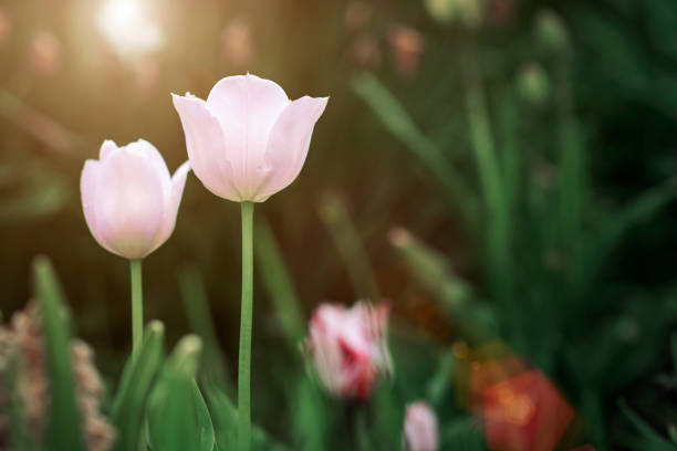 istock fresh beautiful flowers on a lawn 689647532