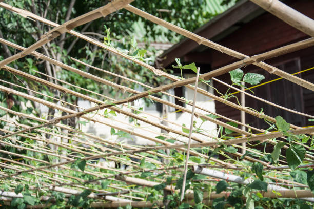 istock Cow pea on agriculture field,Thailand 689647608