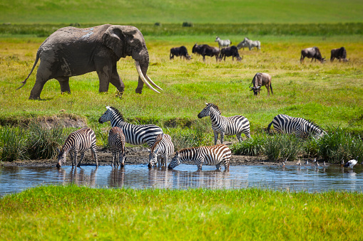 Elephant, zebra antelope herd and  in Serengeti National Park, Tanzania.