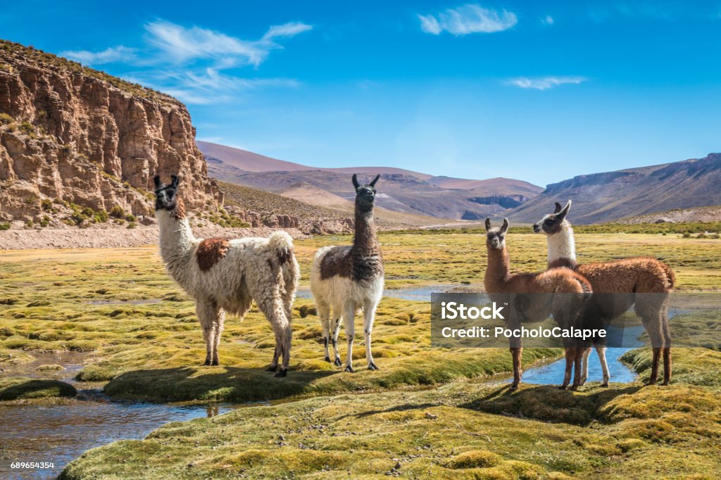 Llamas en Bolivia - Foto de stock de Bolivia libre de derechos