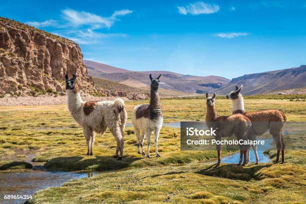 Llamas En Bolivia Foto de stock y más banco de imágenes de Bolivia - Bolivia, Alpaca, Llama - Familia del camello