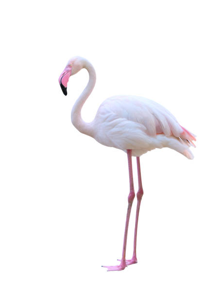 istock greater flamingo isolated on white background 689660504