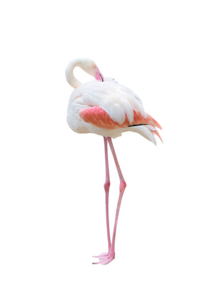 istock greater flamingo isolated on white background 689660538