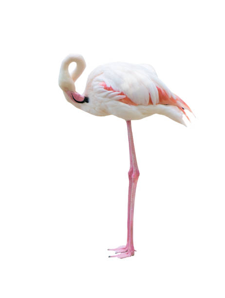 istock greater flamingo isolated on white background 689662632