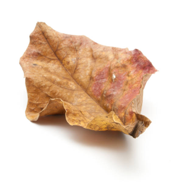 istock Dry leaf closeup on the white background 689662660