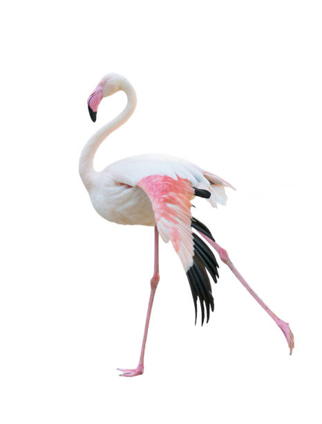 istock greater flamingo isolated on white background 689662690