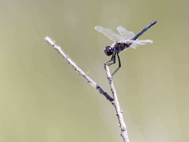 istock dragonfly on nature 689663422