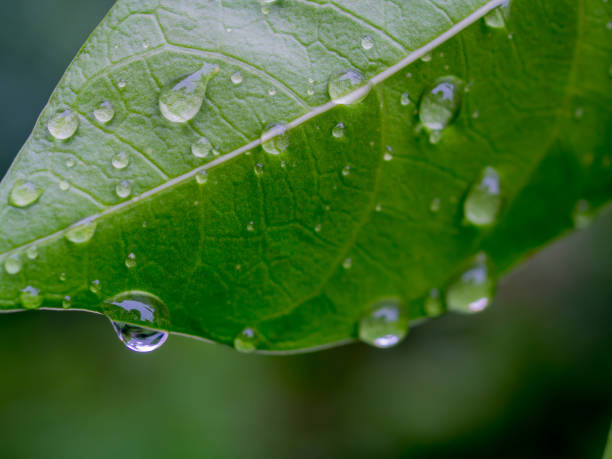 istock Beautiful green leaf texture with drops of water 689663464
