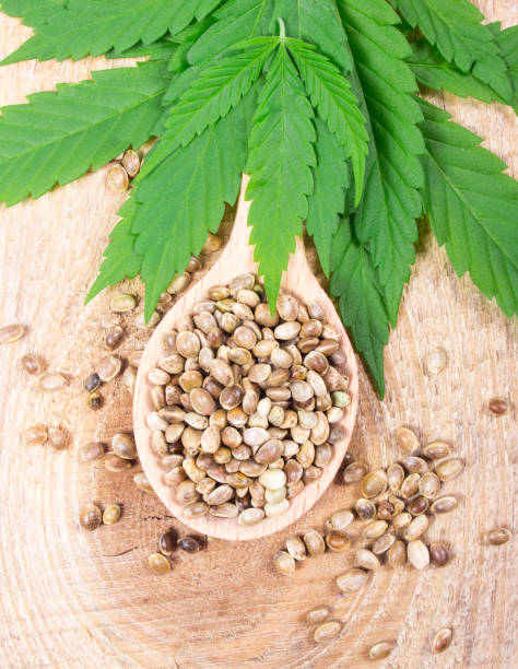 istock Cannabis leaf and seeds on wooden table. Close Up. 689666834