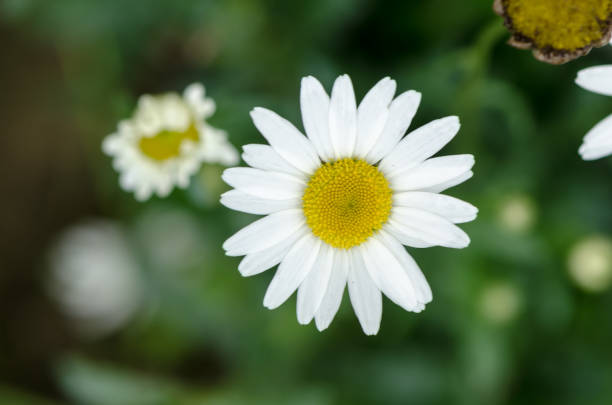weiße diasy flower - 6645 stock-fotos und bilder