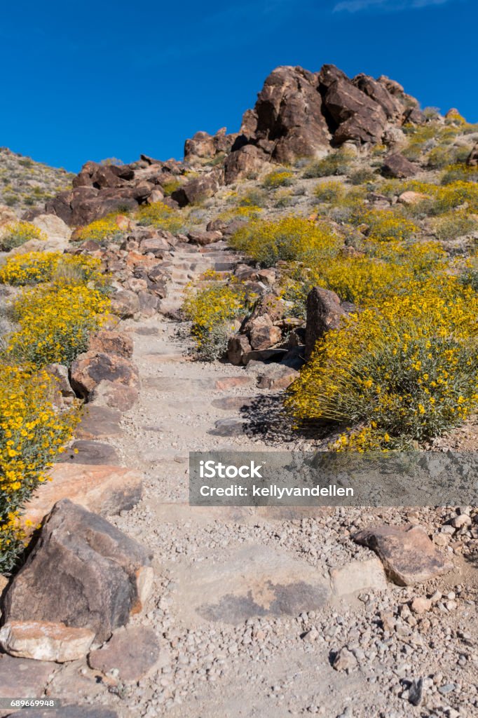 Dirt Trail Climbs Up Stairs in Desert Dirt Trail Climbs Up Stairs in Desert with yellow blooms on either side Hiking Stock Photo