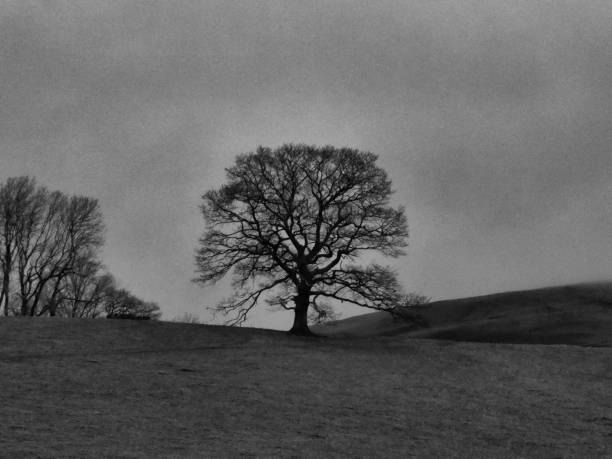 istock Monochrome lone tree on the skyline in Yorkshire 689669988