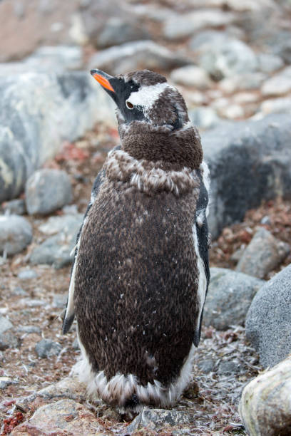 istock Antarctica: Gentoo Penguin at Port Lockroy 689670776