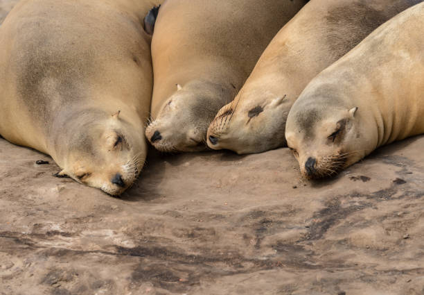 Four Sea Lions Sleep in a cuddling group on a rock